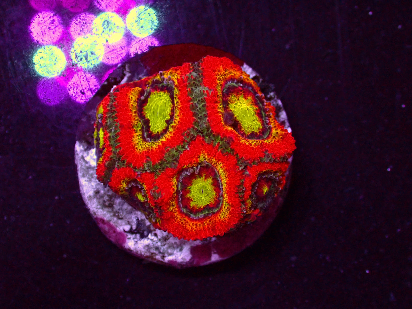 WWC Holy Grail Micromussa | WYSIWYG