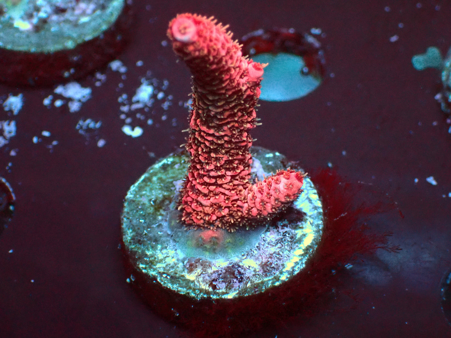 Pink Millepora | WYSIWYG