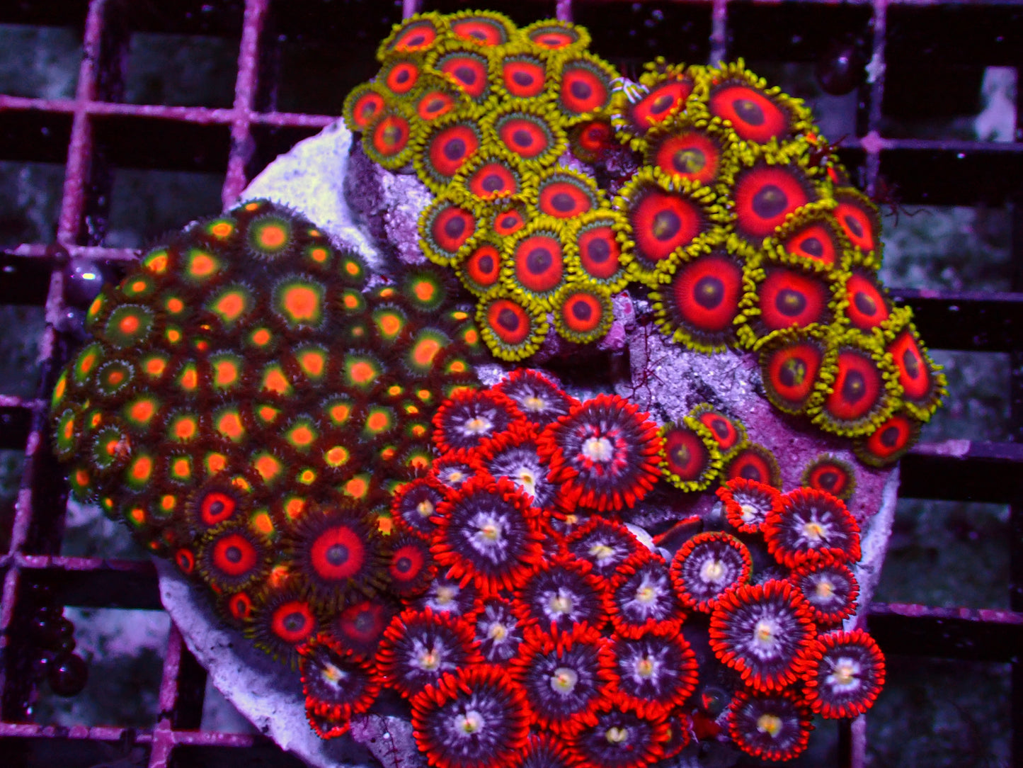 Zoanthus Rainbow Garden | WYSIWYG