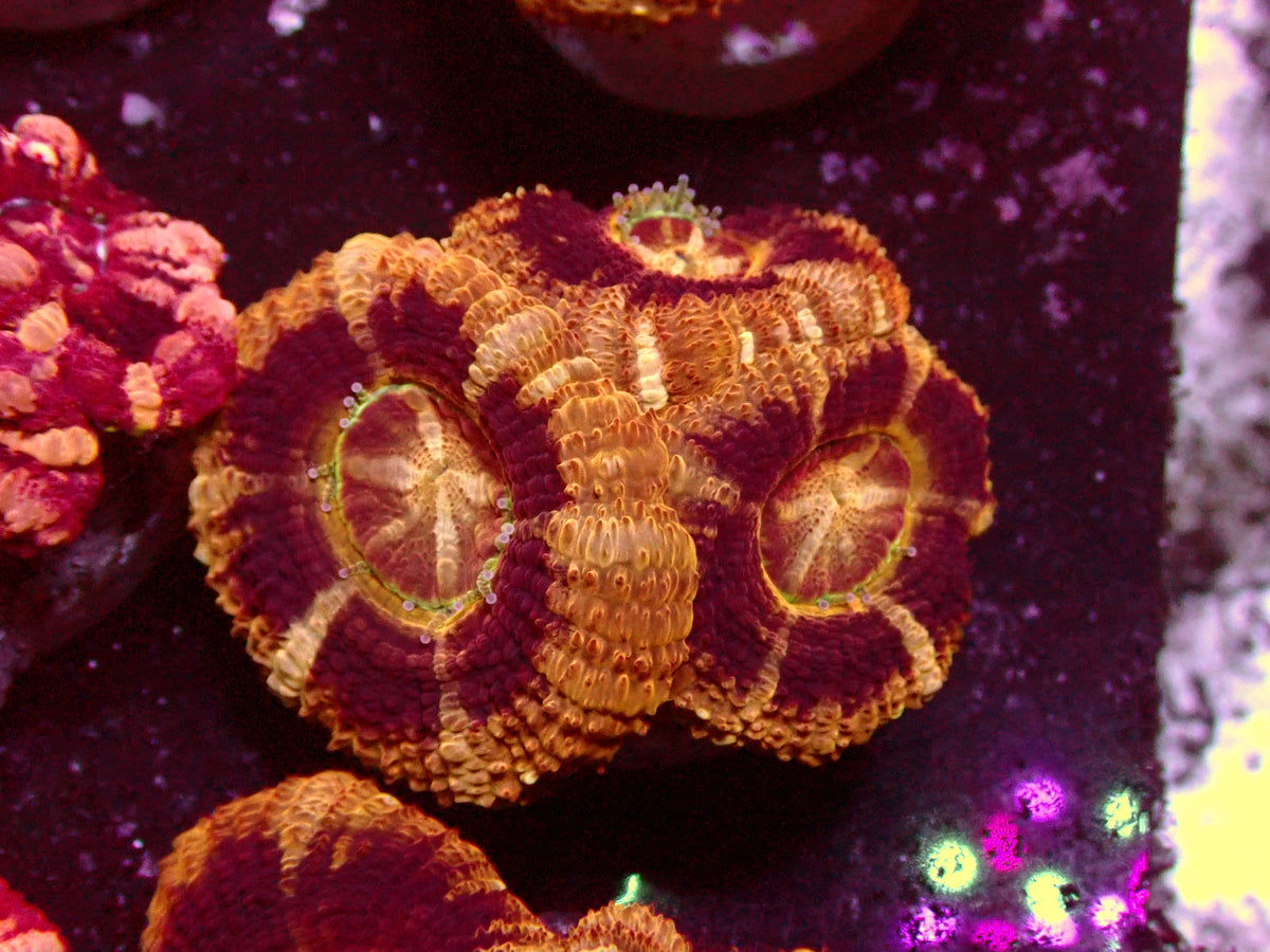 Golden/Black Asian Acanthastrea | WYSIWYG