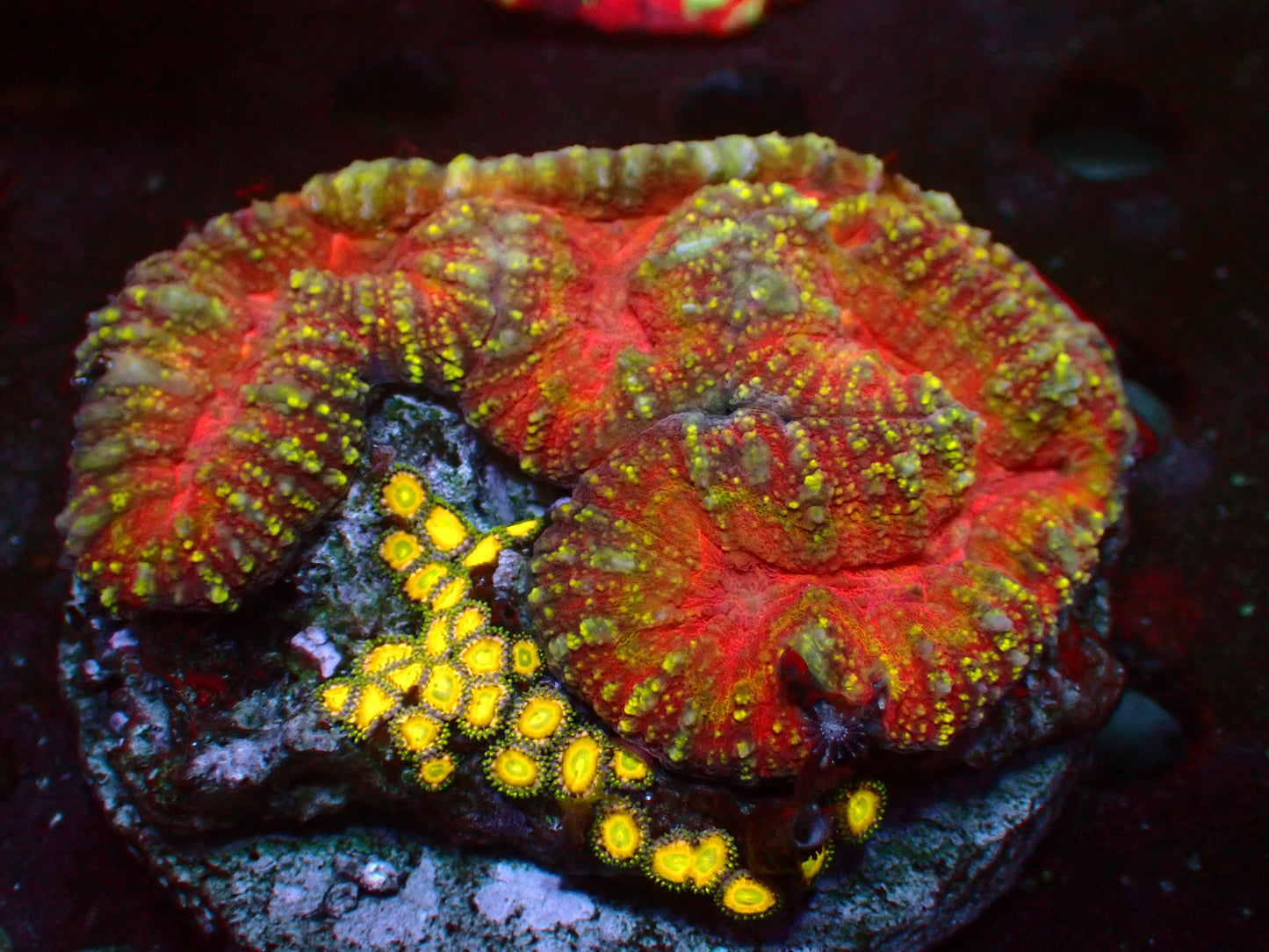 Ultra Symphyllia + Yellow Zoanthus | WYSIWYG