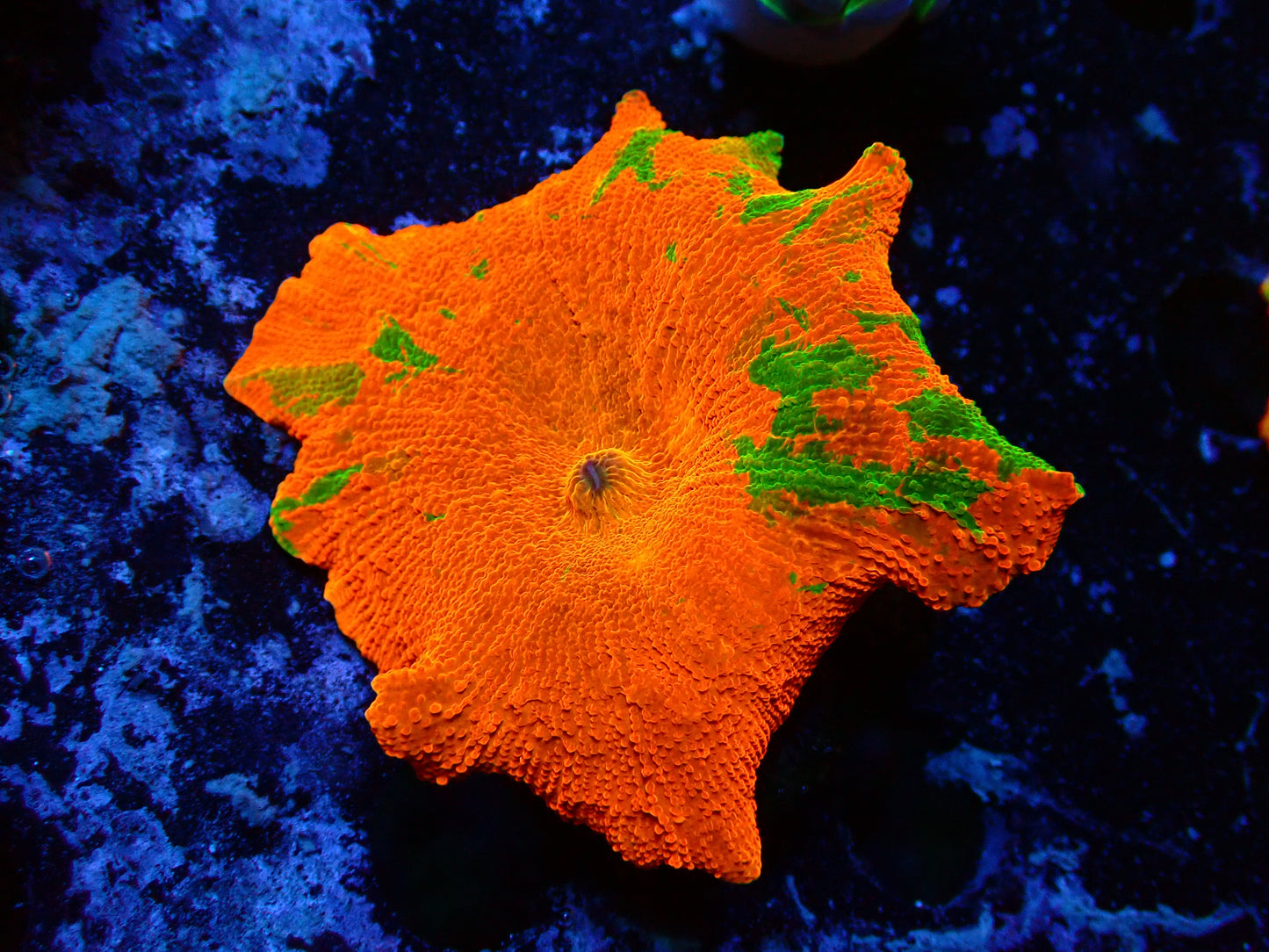 Candy Crush Dicosoma | WYSIWYG