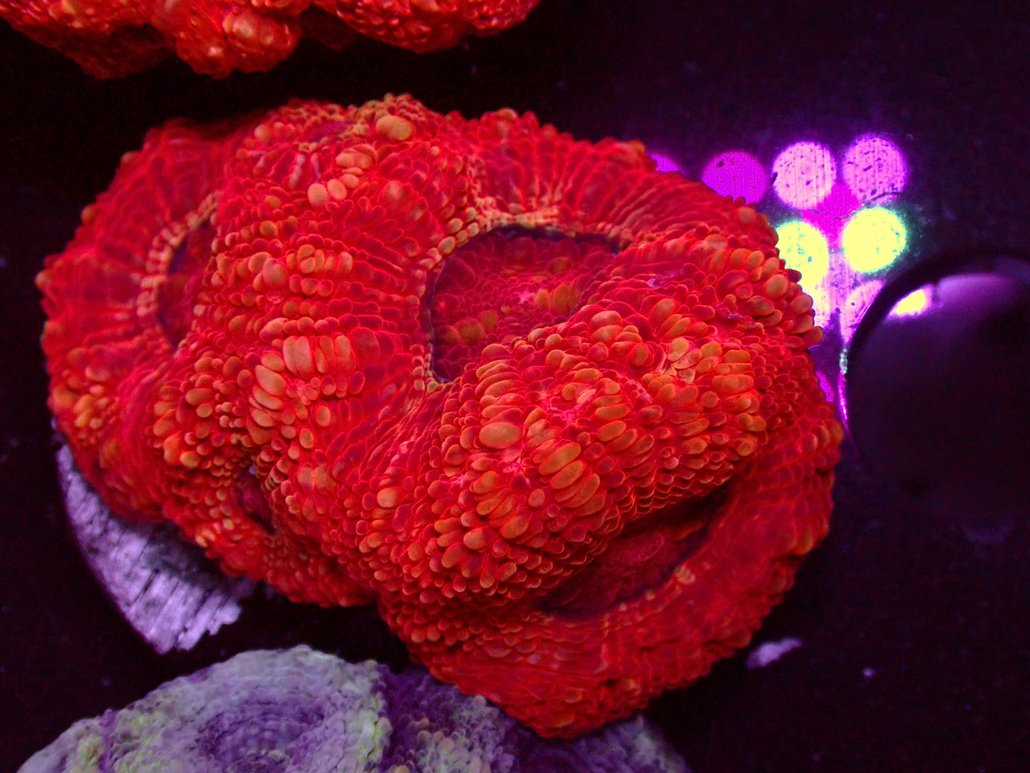 Acanthastrea Bowerbanki Ultra | WYSIWYG