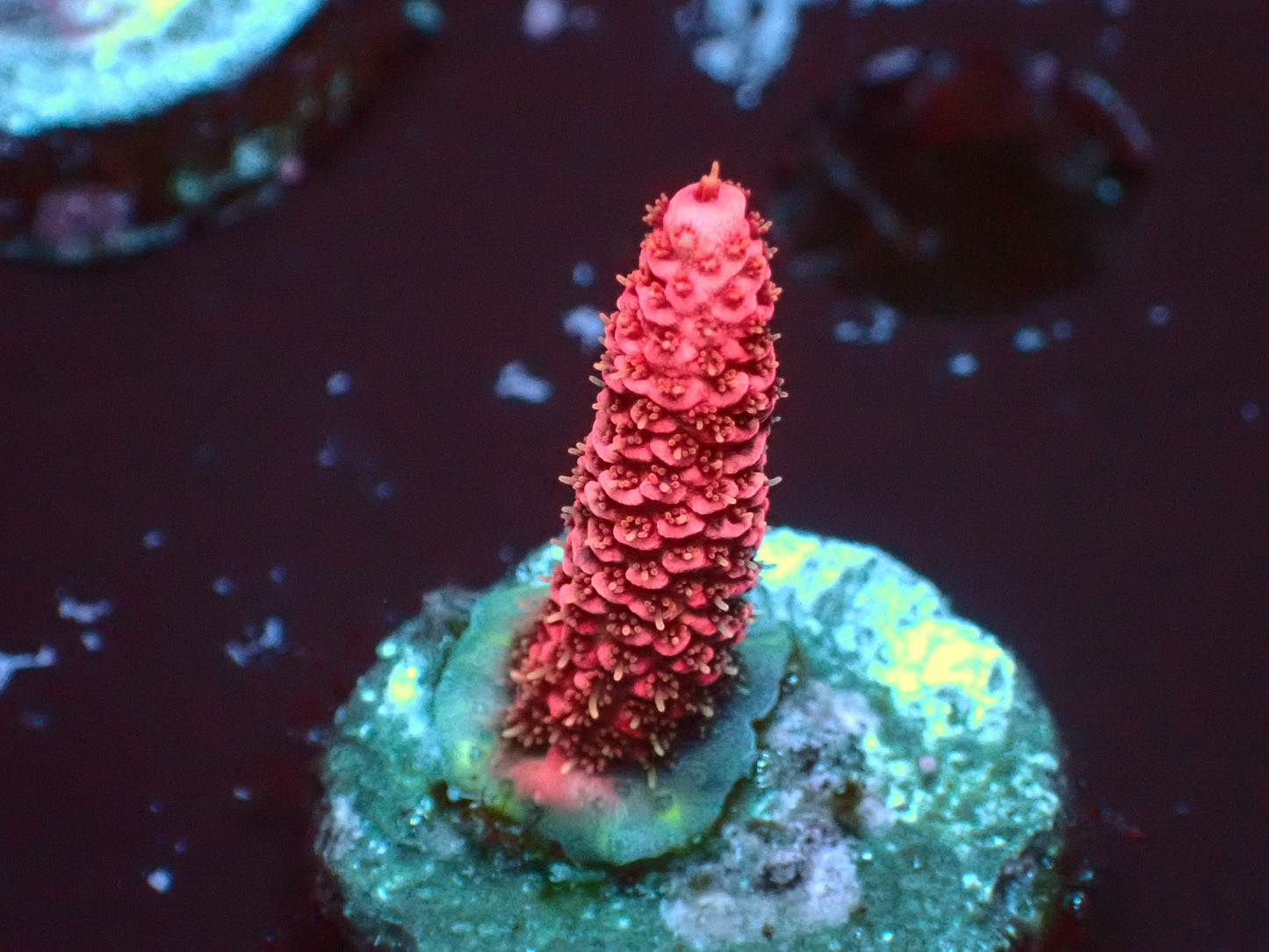 Pink Millepora | WYSIWYG