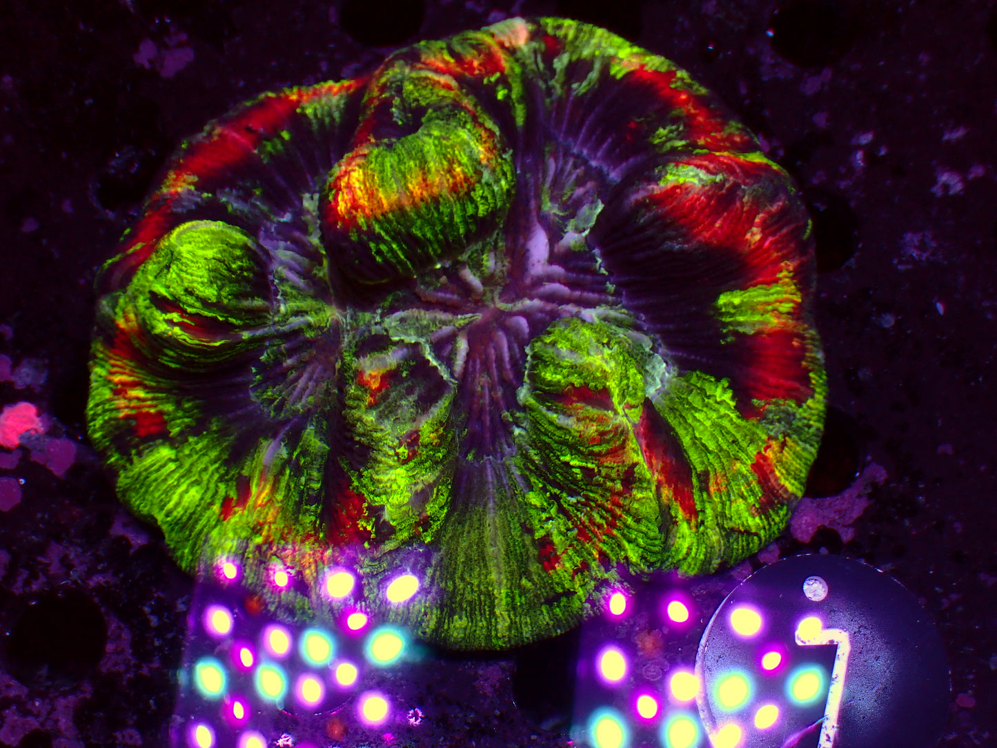 Trachyphyllia "Grafted Mastergrade" | WYSIWYG