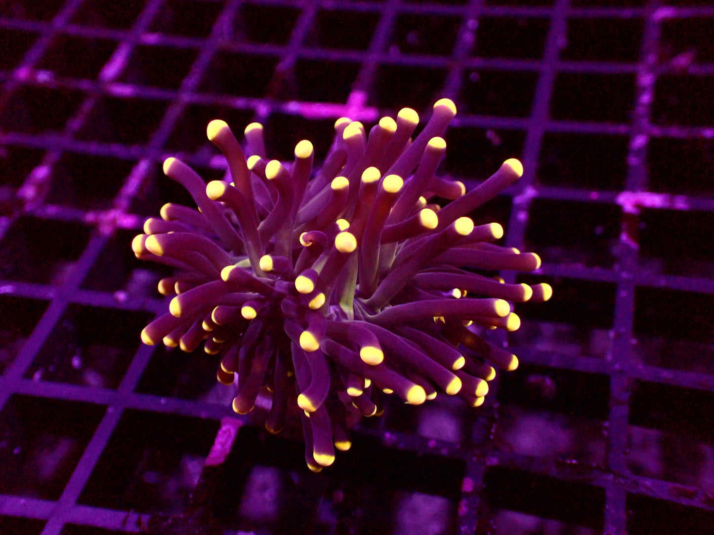 Black Torch "Yellow Tips" | WYSIWYG