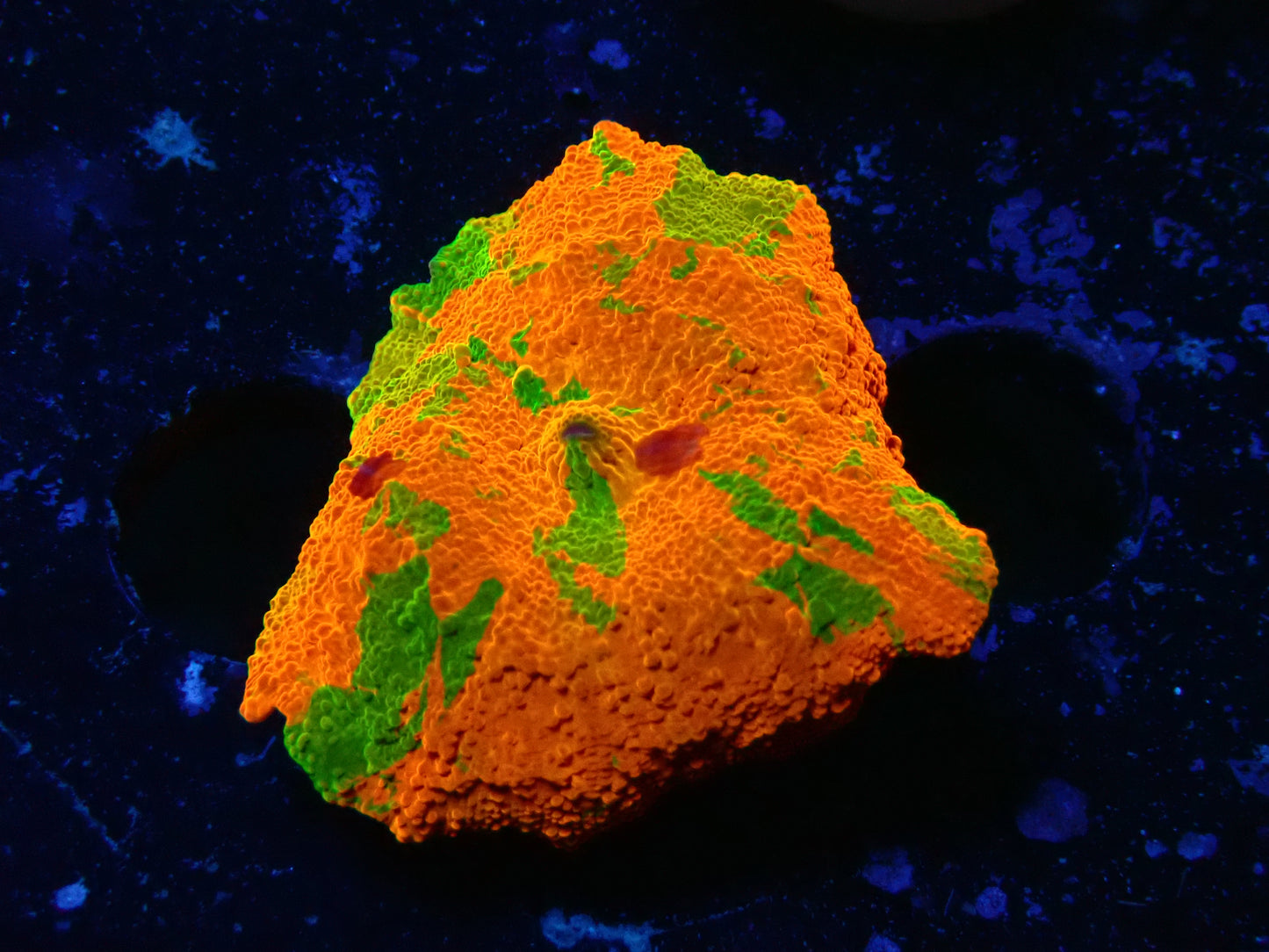 Candy Crush Discosoma | WYSIWYG