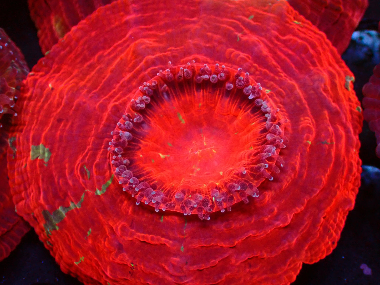 Speckled Master Acanthophyllia | WYSIWYG