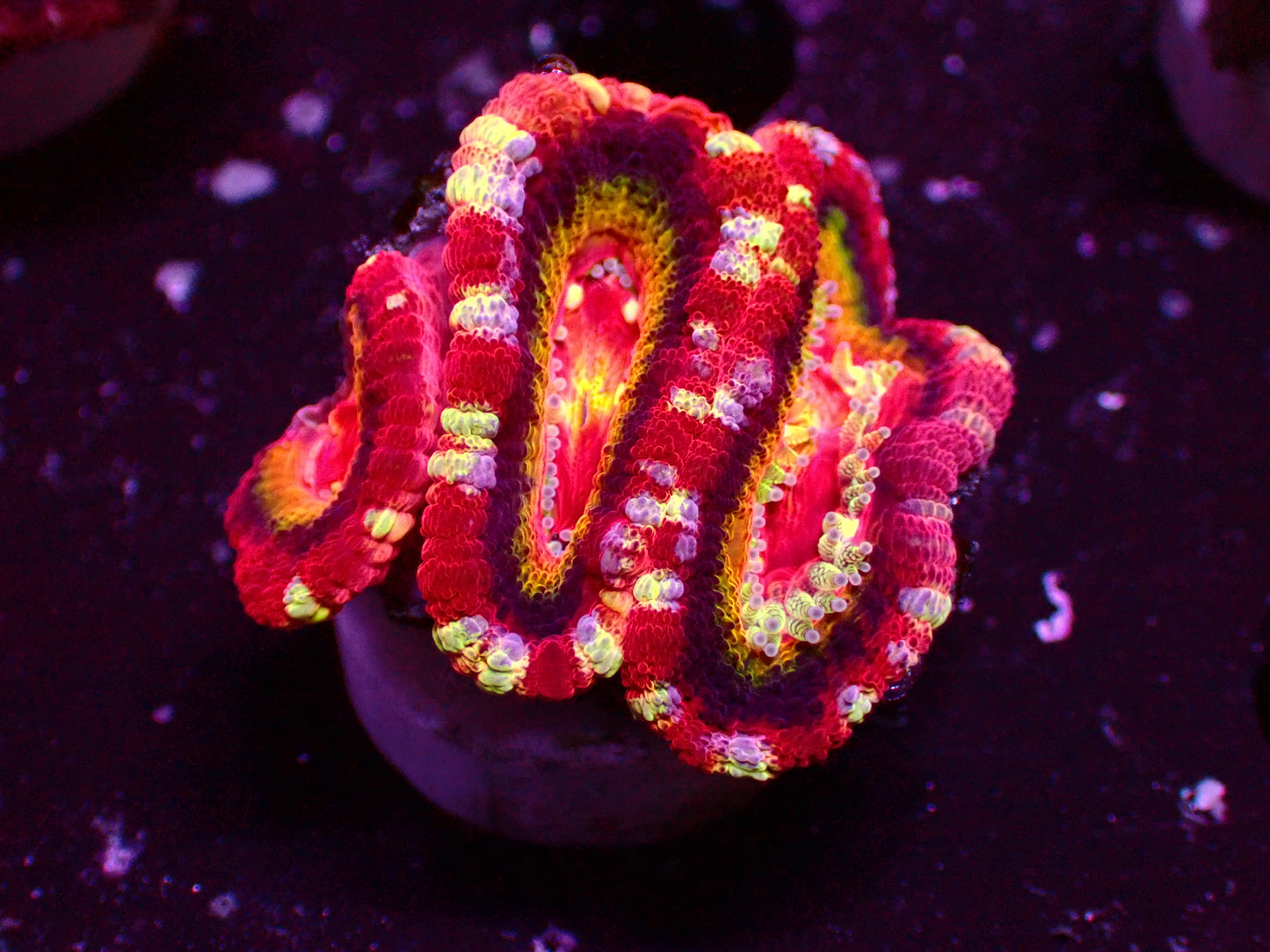 Asian Acan "Tutti Frutti" | WYSIWYG