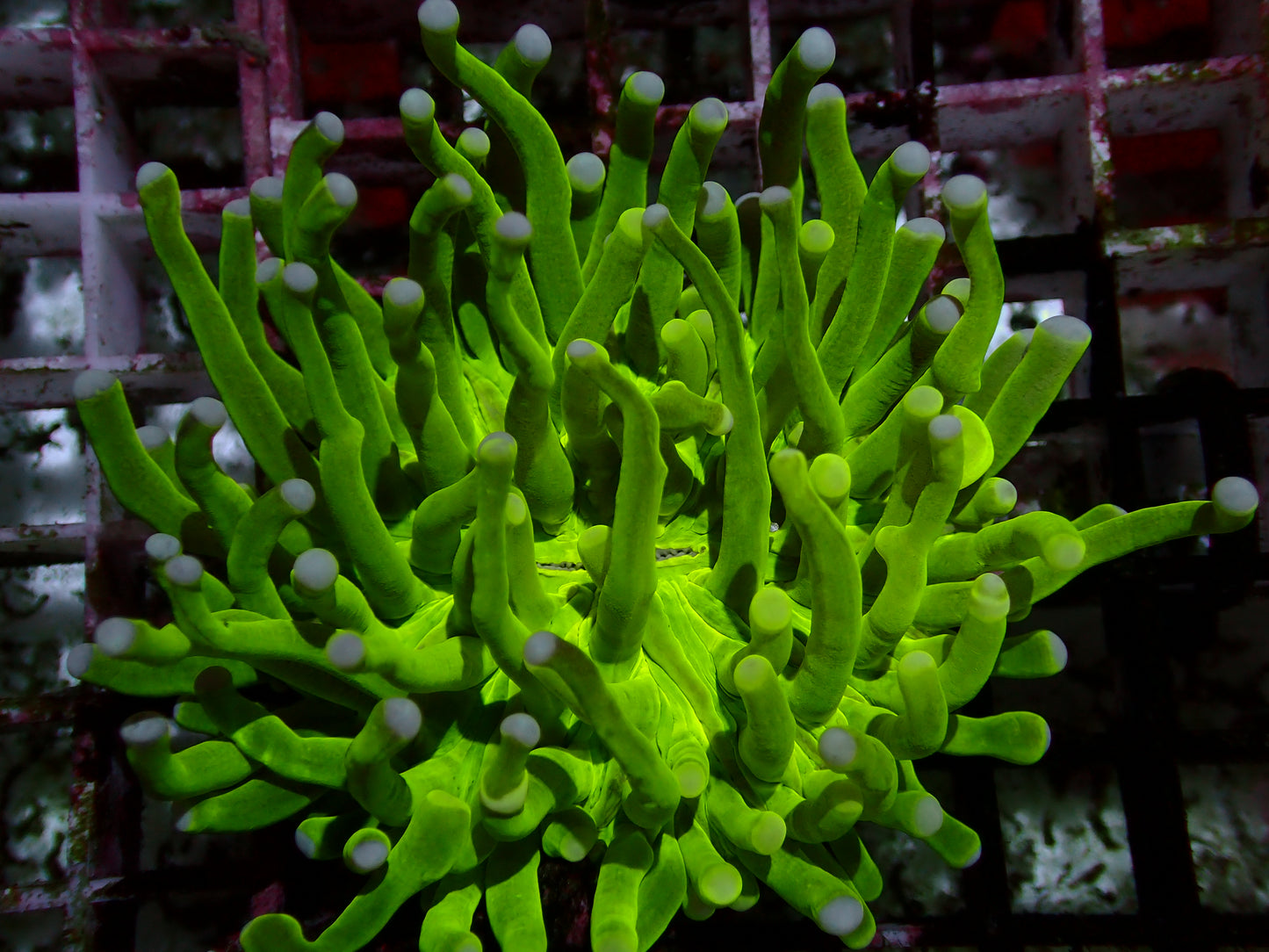 Toxic Green Heliofungia | WYSIWYG
