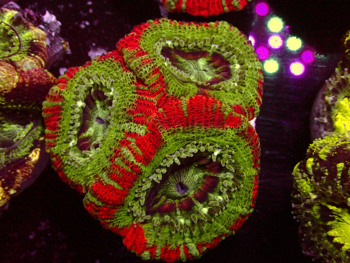 Crazy Red Asian Acanthastrea | WYSIWYG