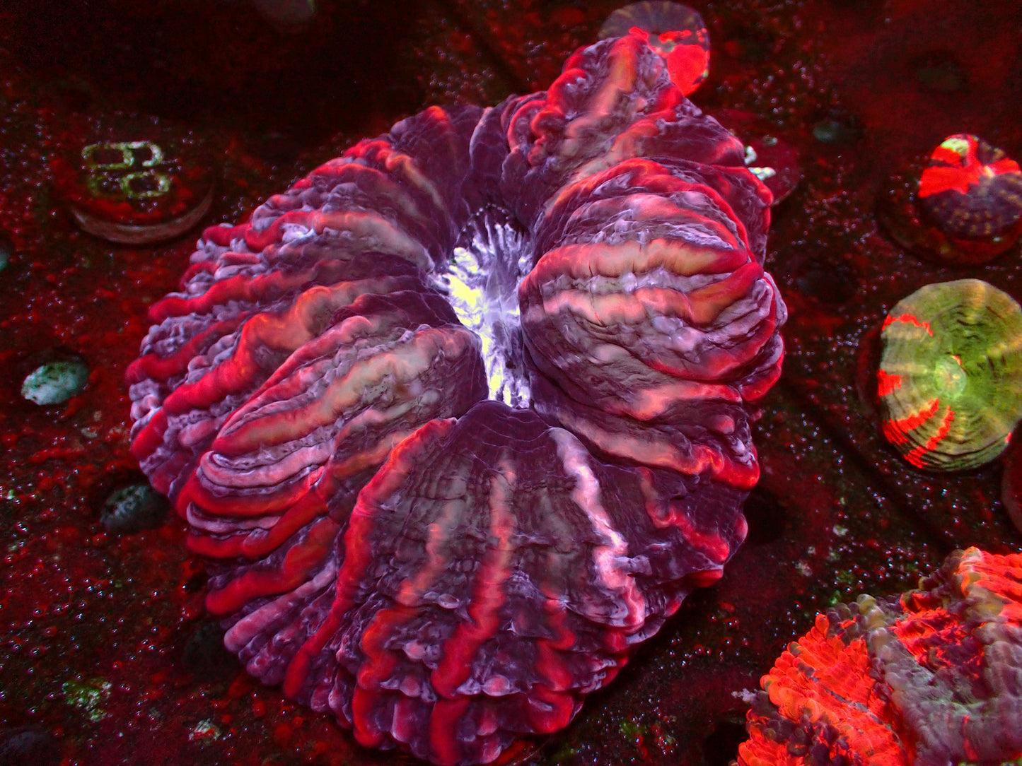 Mastergrade Indophyllia | XL