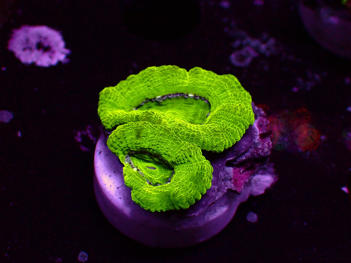 Asian Acan "Radioactive" | WYSIWYG
