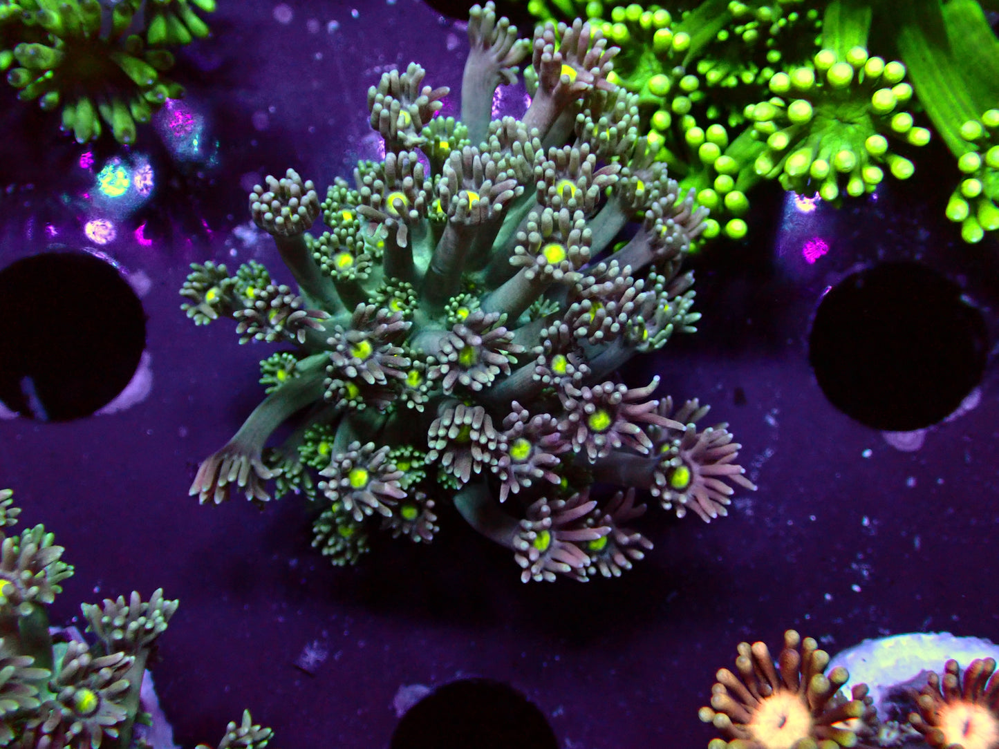 Toxic Mouth Goniopora | WYSIWYG
