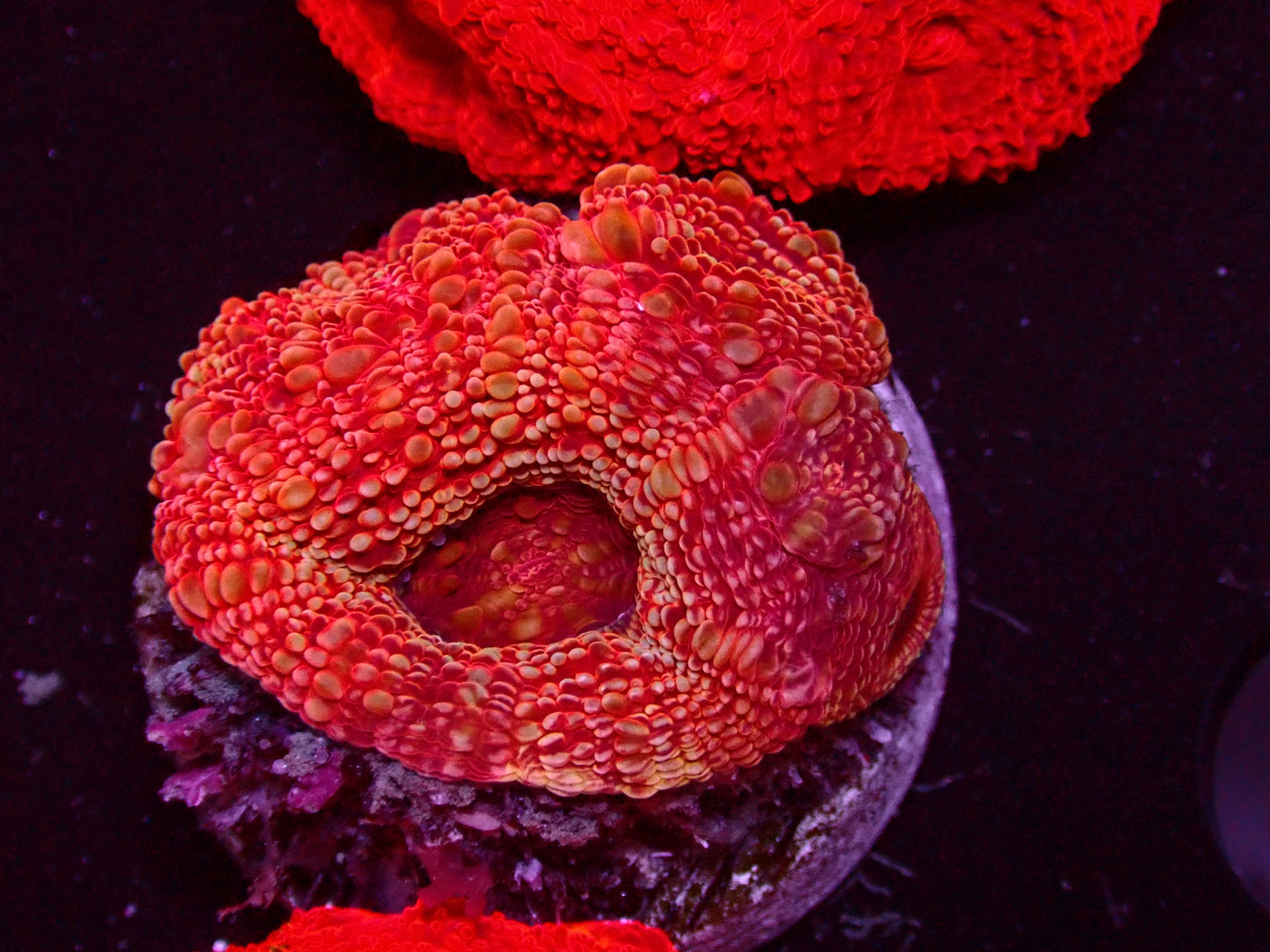 Acanthastrea Bowerbanki Ultra | WYSIWYG