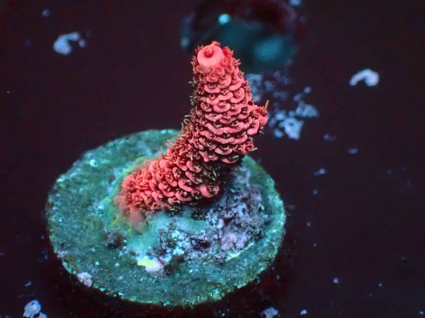 Pink Millepora | WYSIWYG