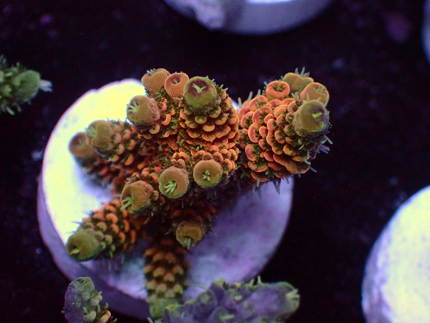 PR Rose Millepora | WYSIWYG