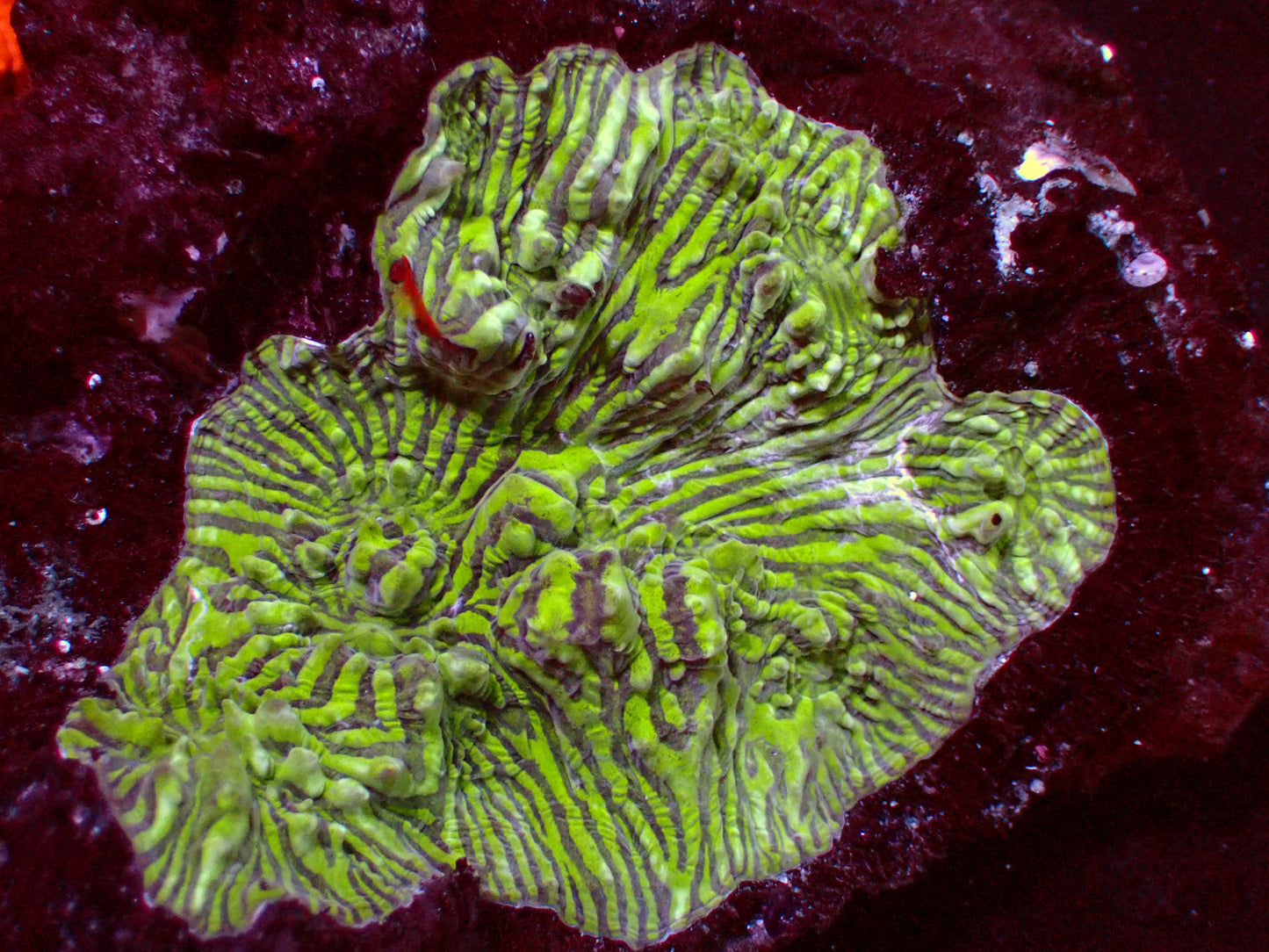 Toxic Convict Chalice | Colony