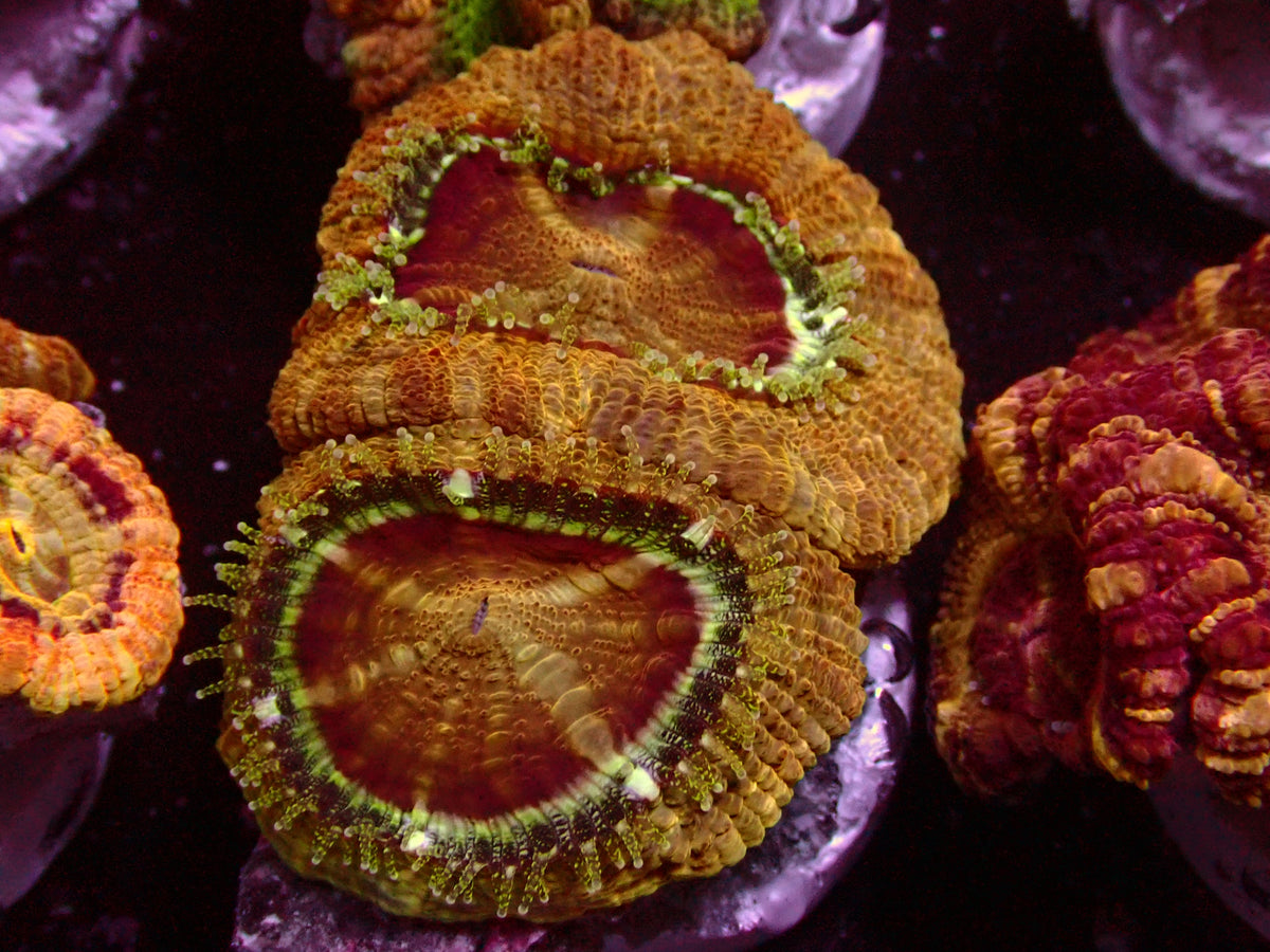 Full Gold Asian Acanthastrea | WYSIWYG