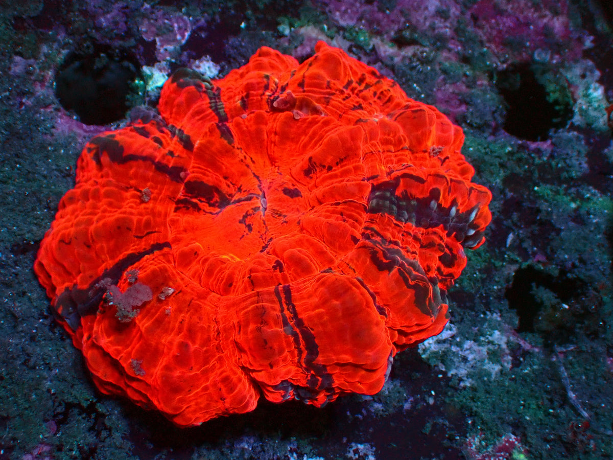 Acanthophyllia Mastergrade | WYSIWYG