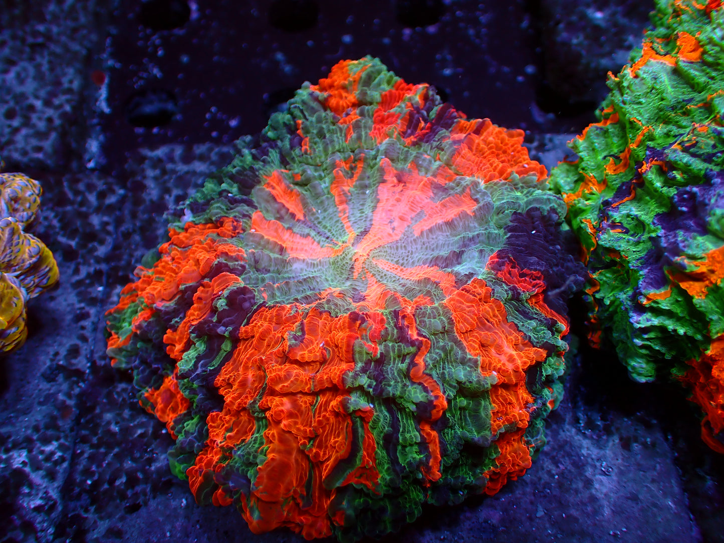 Rainbow Acanthophyllia | WYSIWYG
