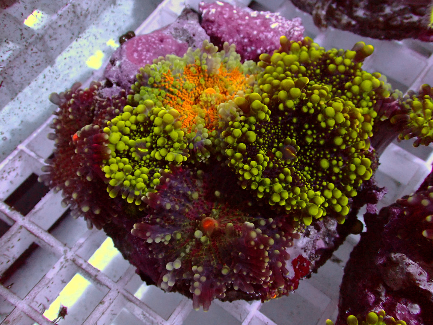 Ricordea Yuma Ultra Mix | WYSIWYG