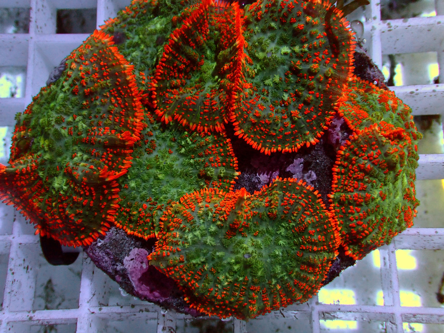 Ultra Rhodactis Rock | WYSIWYG