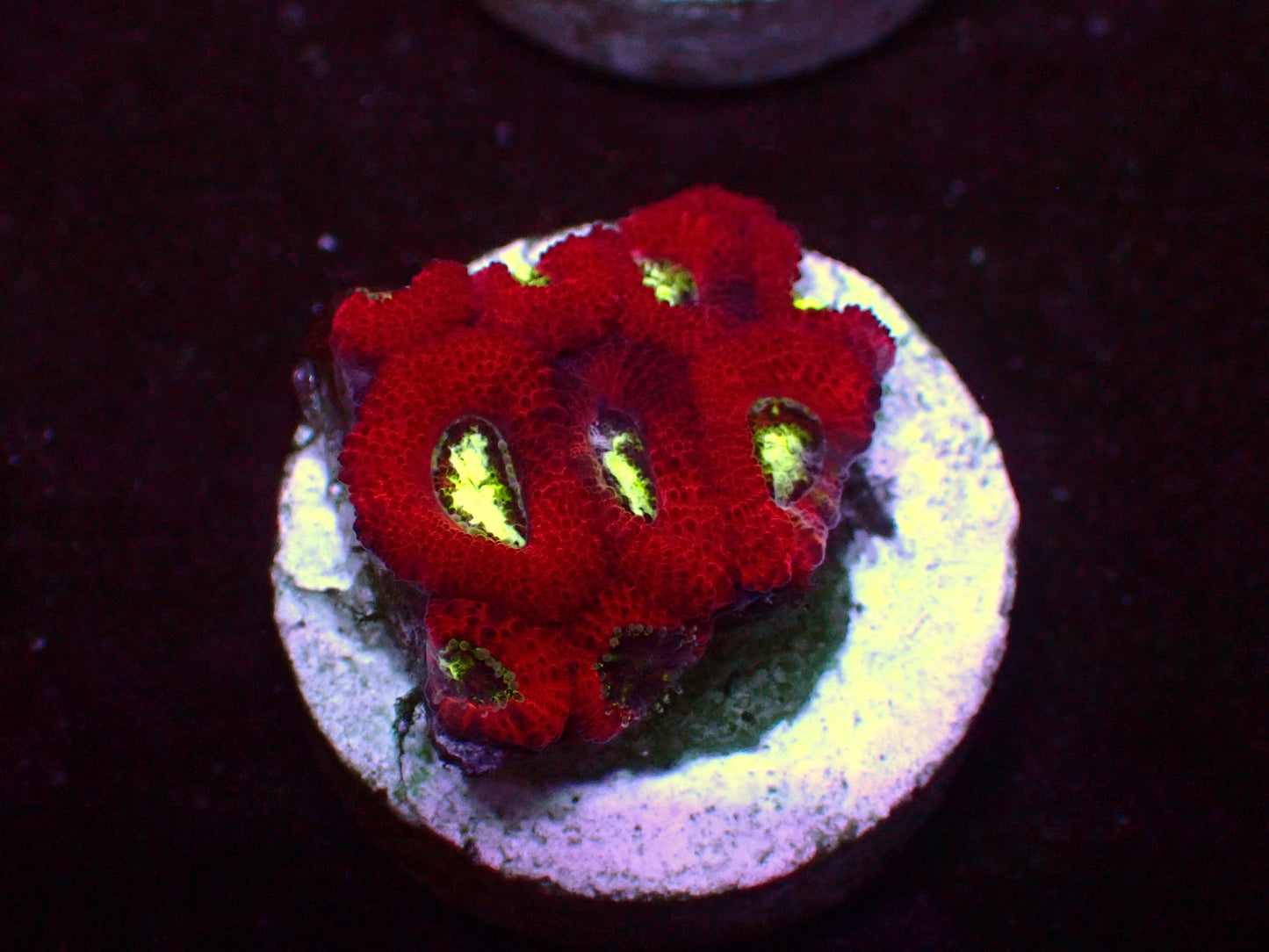 PR Peppermint Micromussa | WYSIWYG