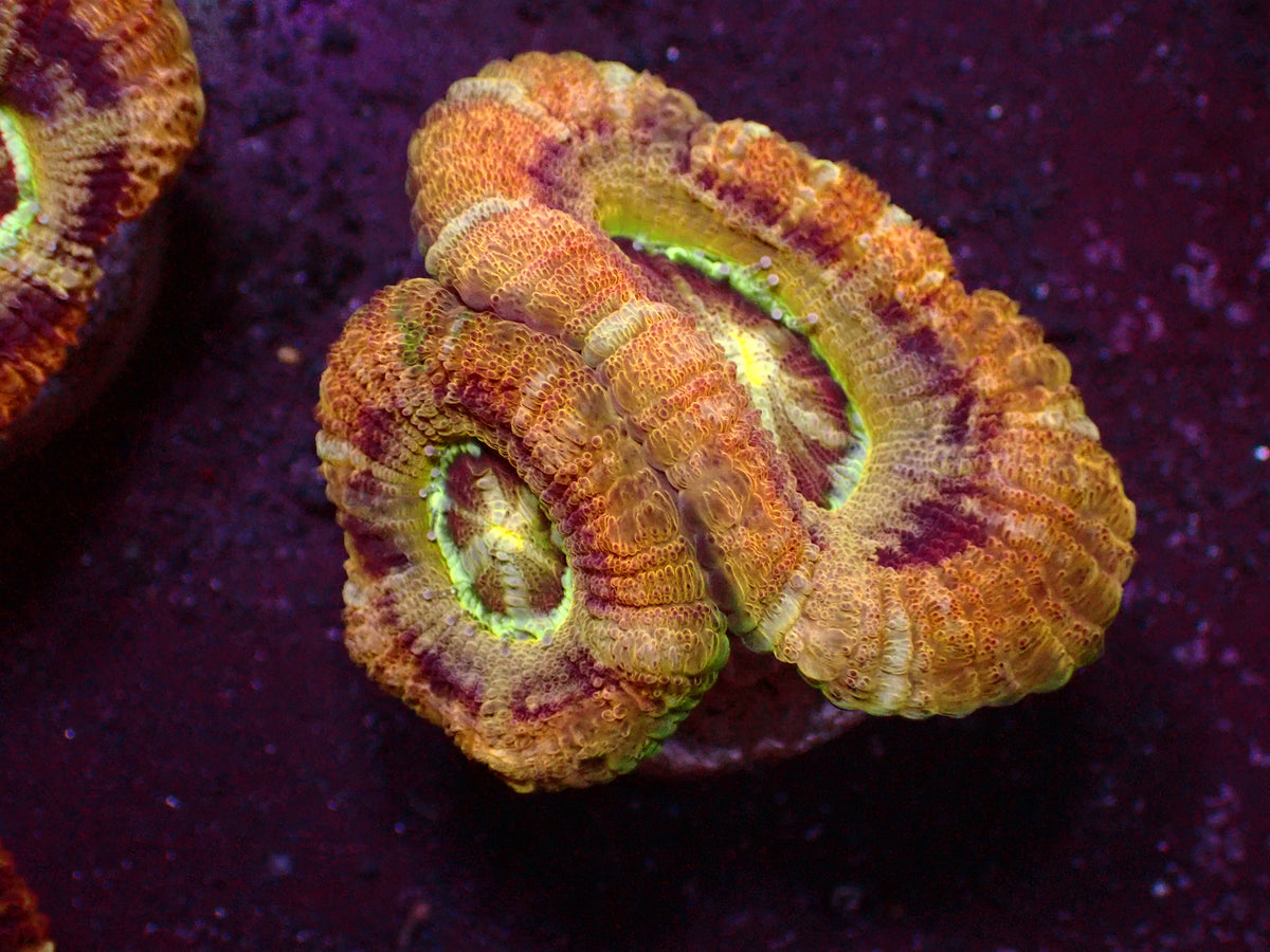 Holy Ufo Asian Acanthastrea | WYSIWYG