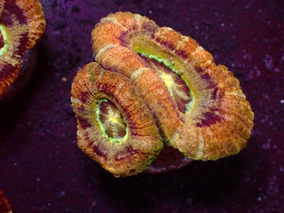 Holy Ufo Asian Acanthastrea | WYSIWYG