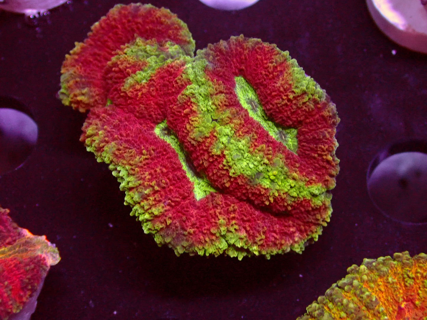Multicolor Symphyllia | WYSIWYG