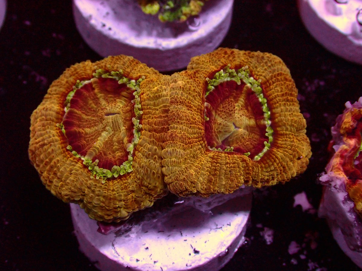 Full Gold Asian Acanthastrea | WYSIWYG