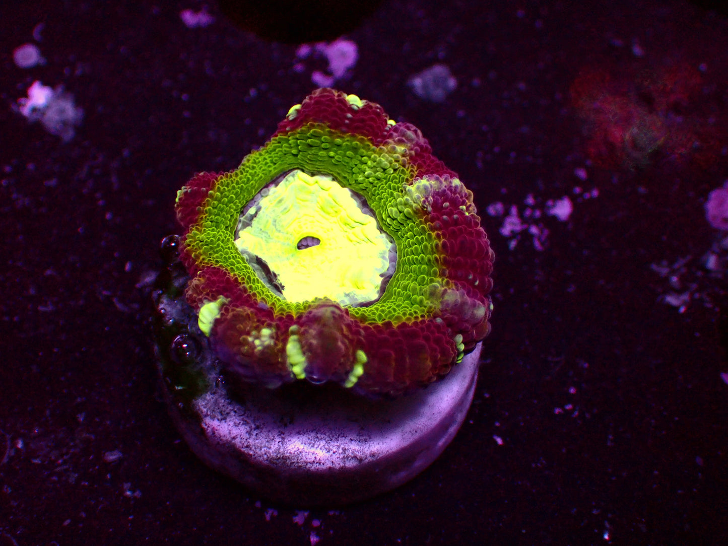 Asian Acan "Candy Cane" | WYSIWYG