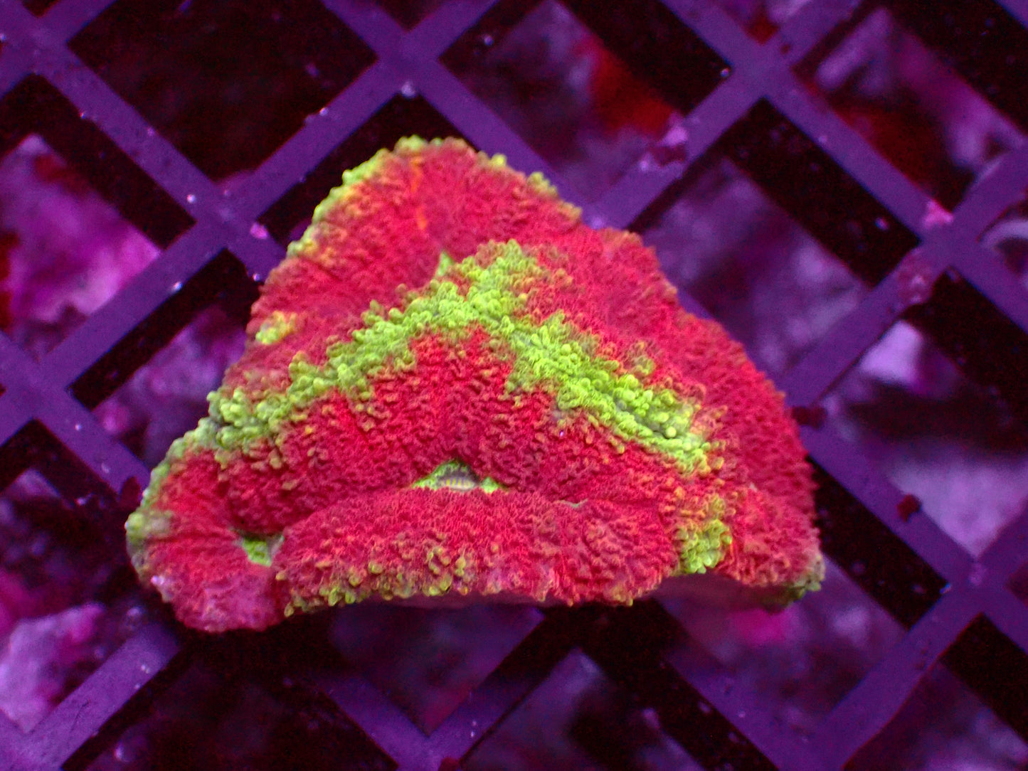 Multicolor Symphyllia | WYSIWYG