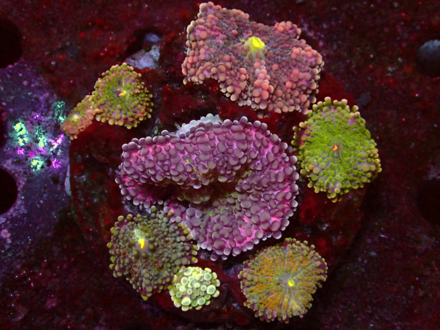 Ricordea Yuma Rainbow Garden | WYSIWYG