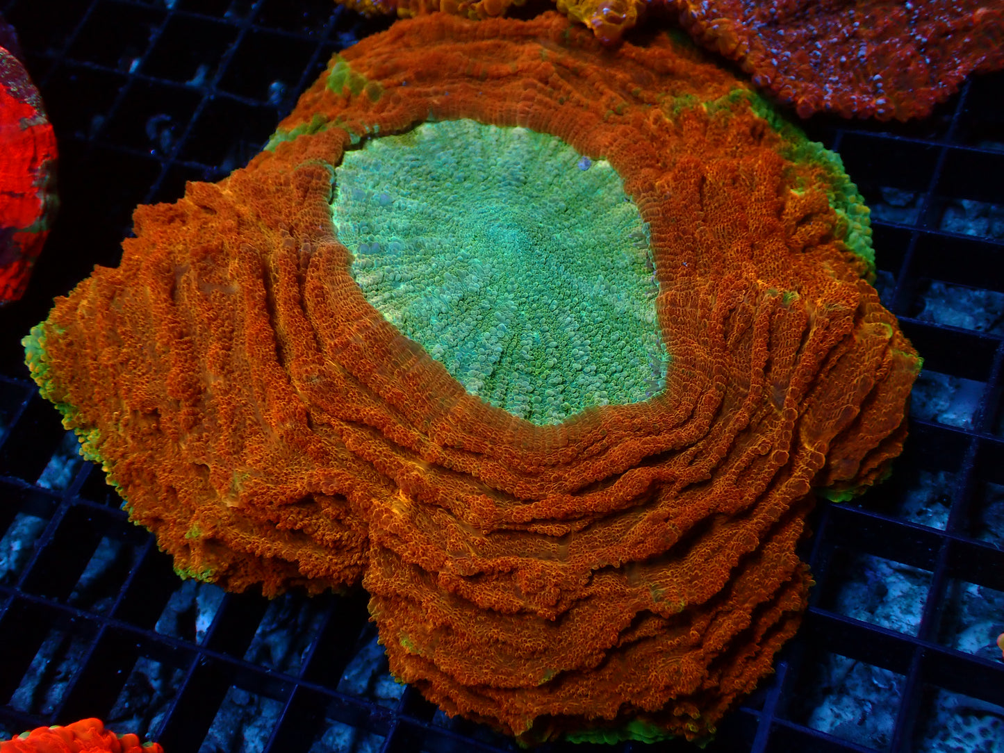Orange Rim Acanthophyllia | WYSIWYG