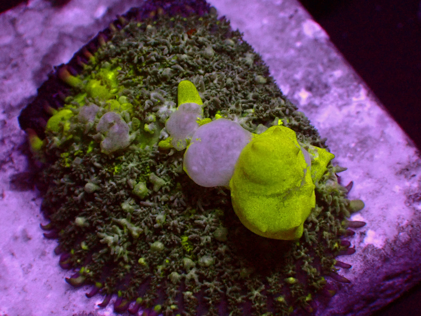 Toxic Bounce Mushroom | WYSIWYG