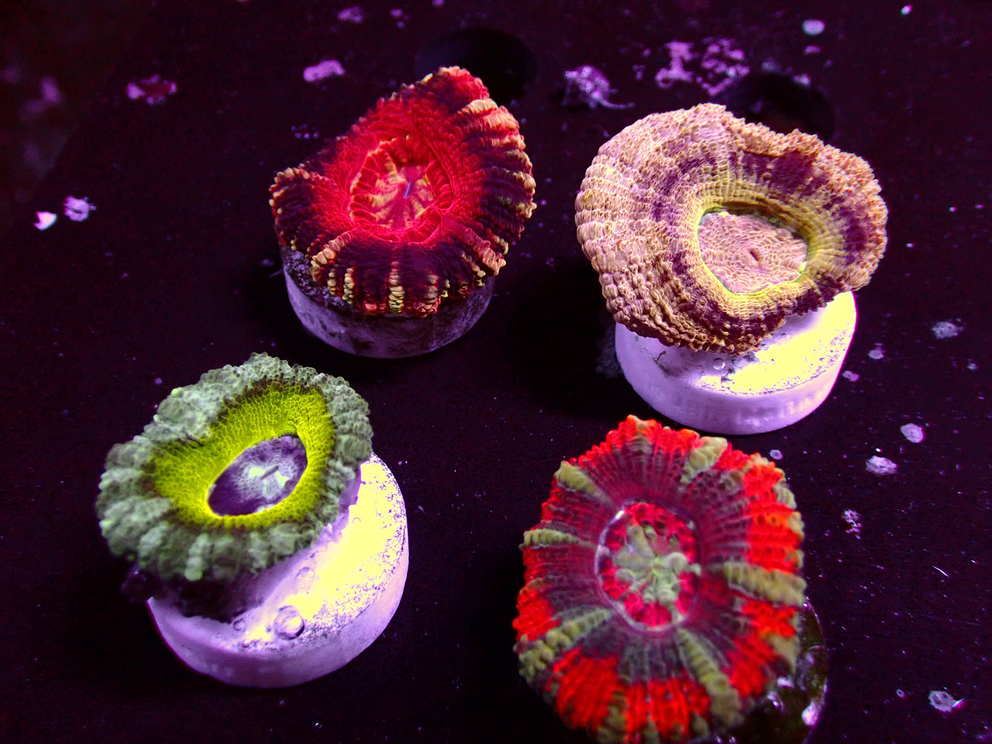 Asian Acan Frag Pack! | WYSIWYG
