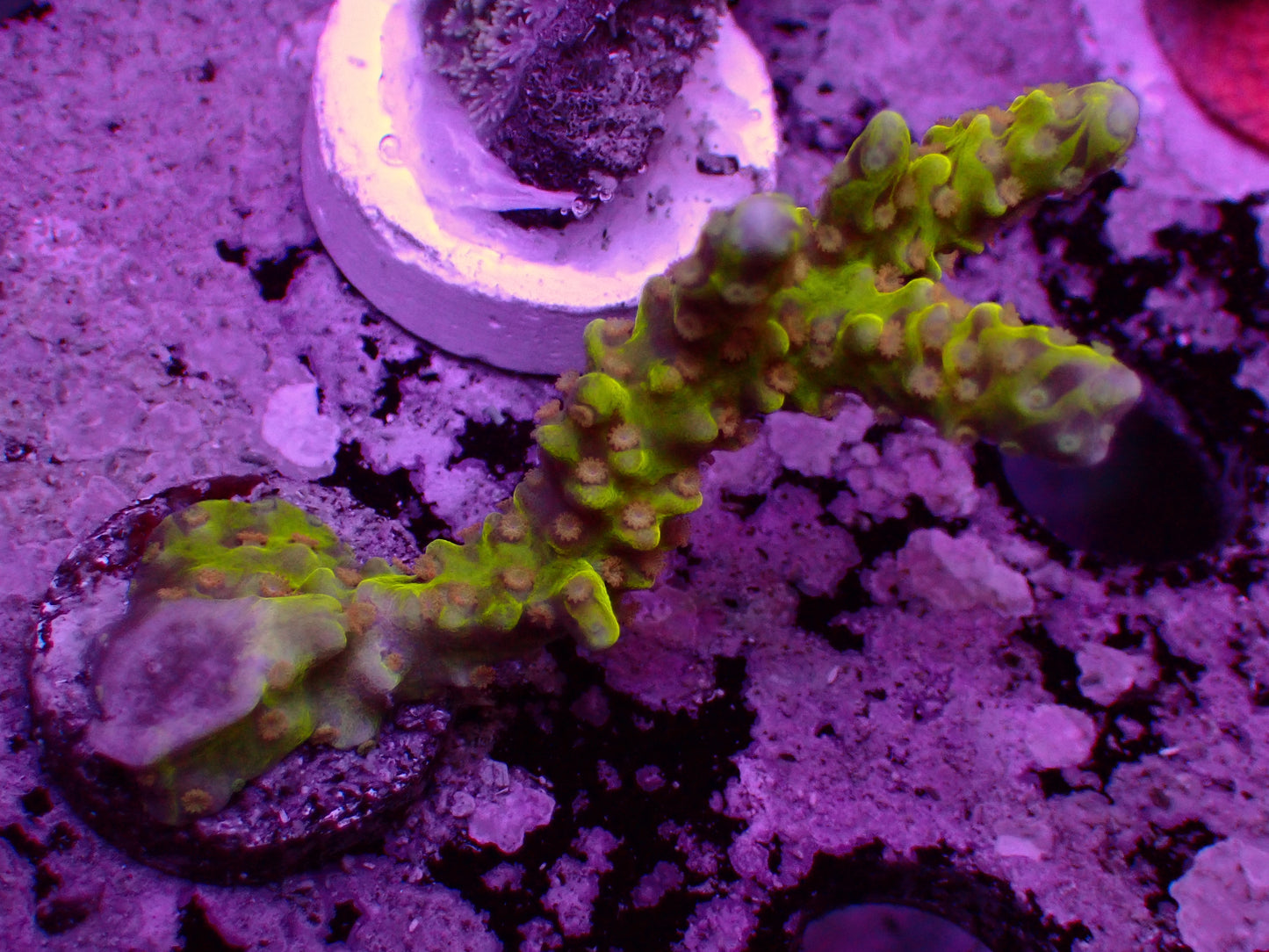 Anacropora Golden Rod | WYSIWYG