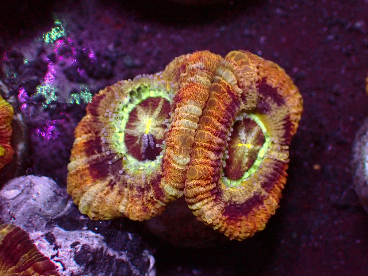 Holy Ufo Asian Acanthastrea | WYSIWYG
