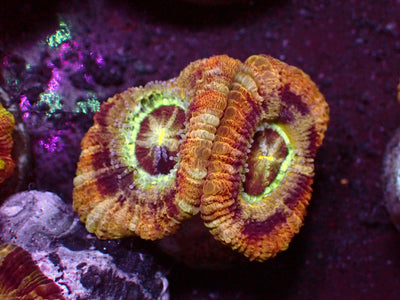 Holy Ufo Asian Acanthastrea | WYSIWYG
