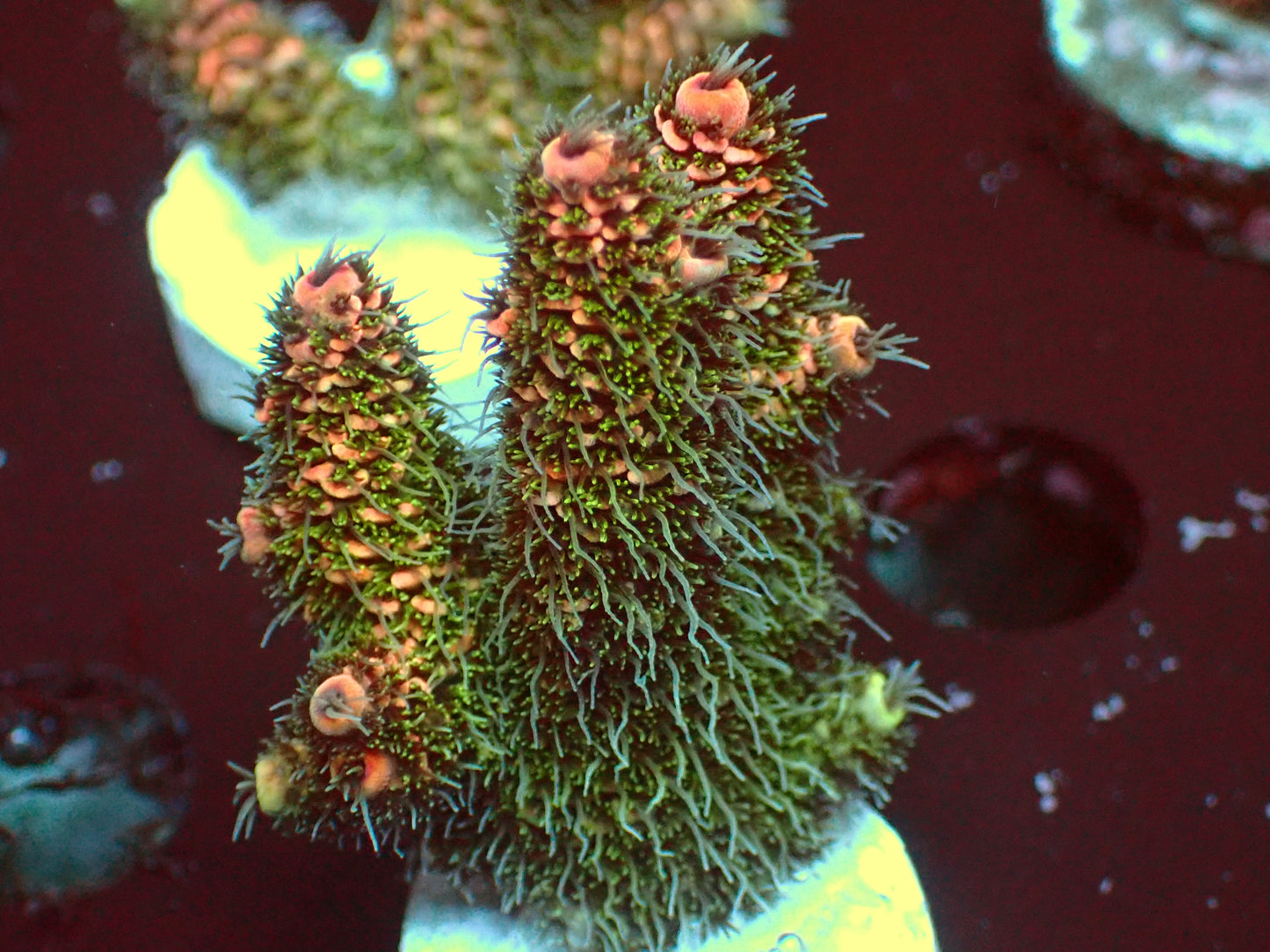 Fuzzy Millepora | WYSIWYG