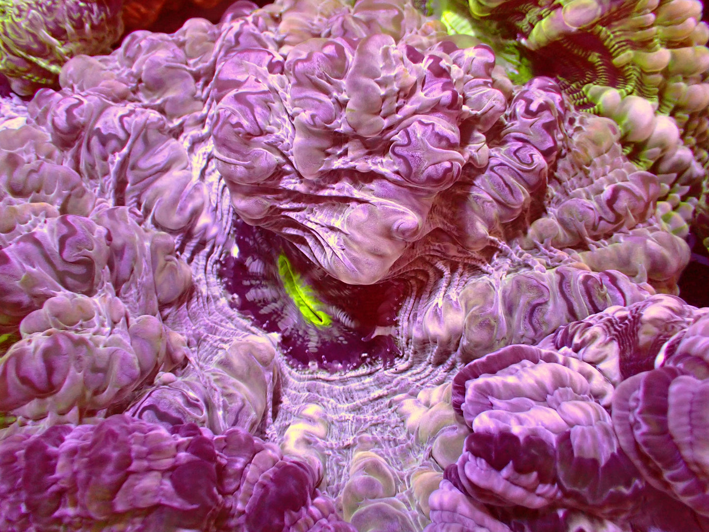 Snowstorm Indophyllia | WYSIWYG