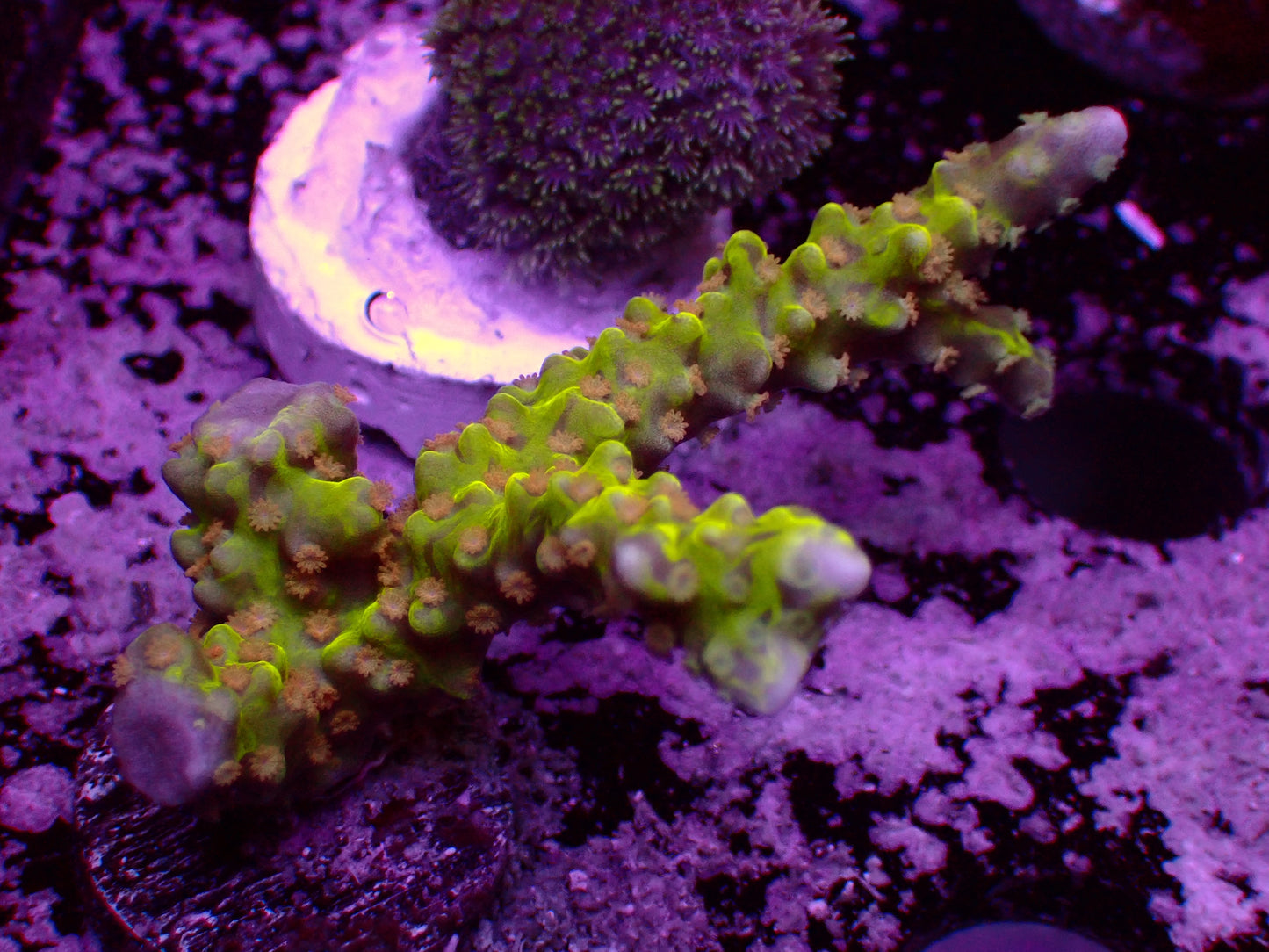 Anacropora Golden Rod | WYSIWYG