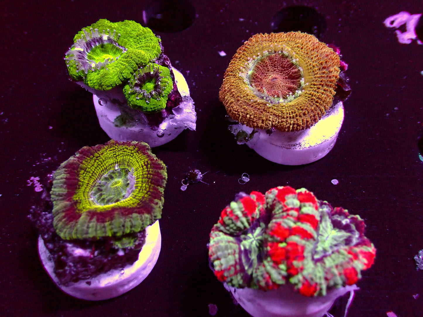 Asian Acan Frag Pack! | WYSIWYG