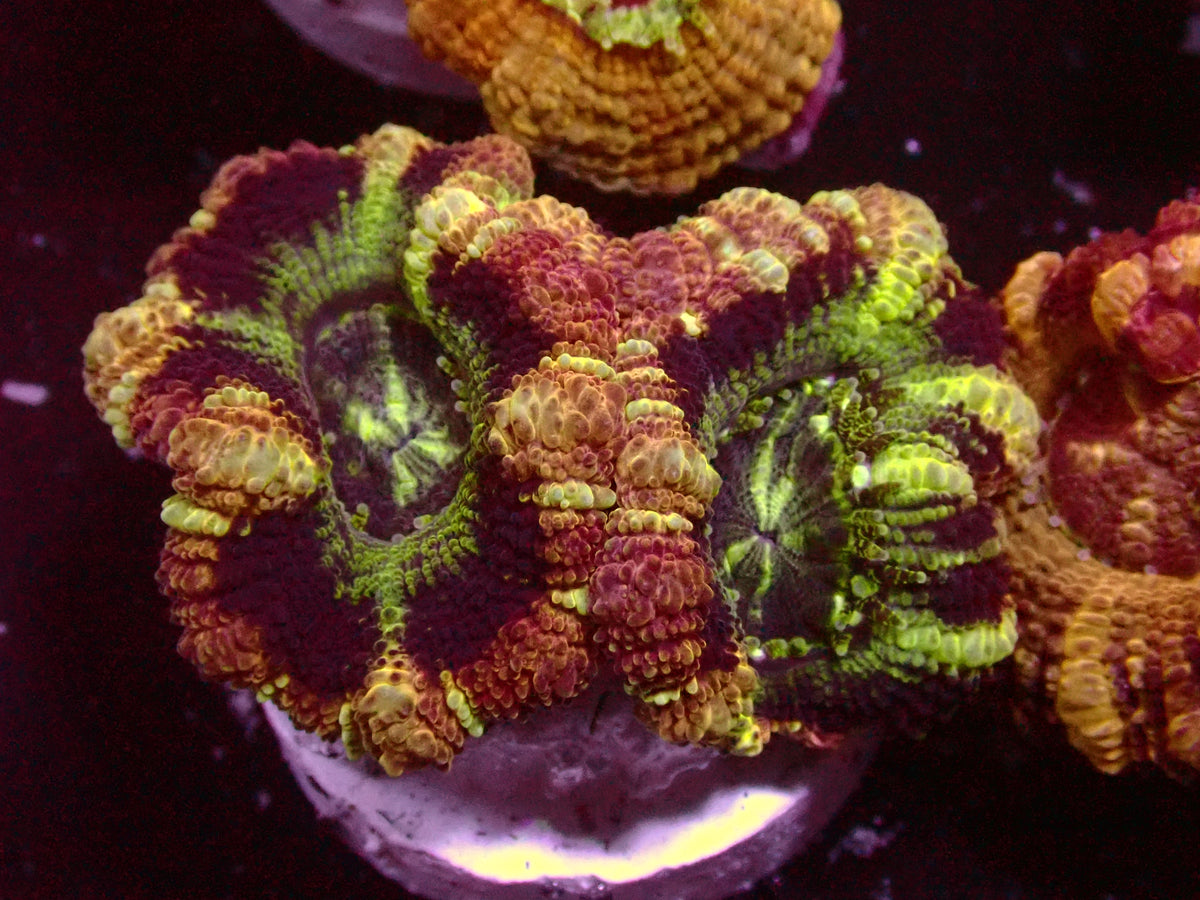 Insane Master Asian Acanthastrea | WYSIWYG