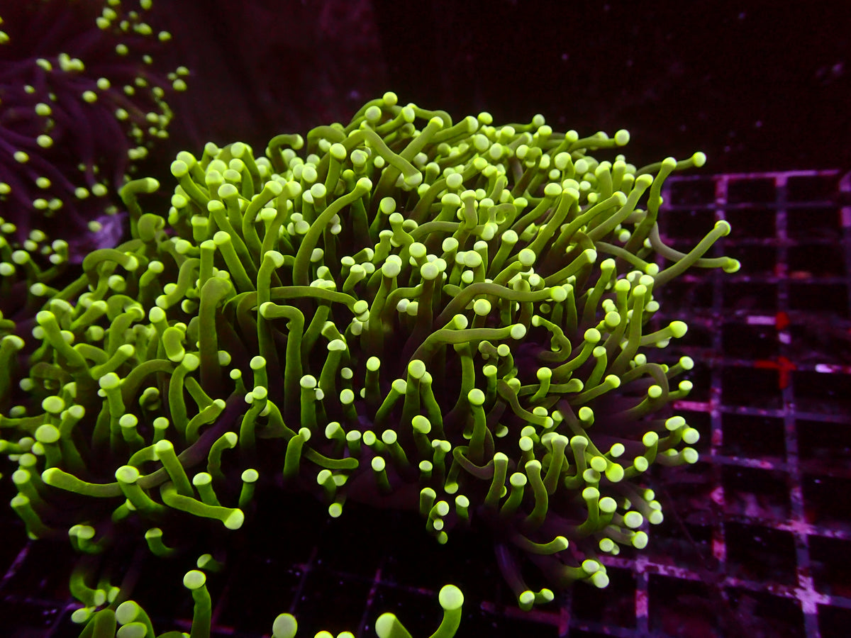 Euphyllia Aussie Reverse Dragonsoul Torch | WYSIWYG