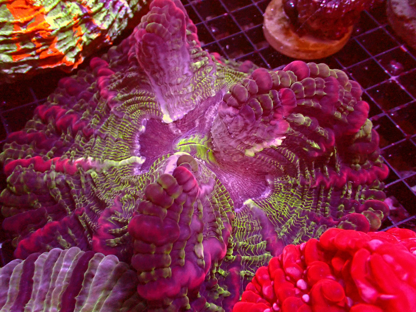 Red Stripes Master Indophyllia | WYSIWYG