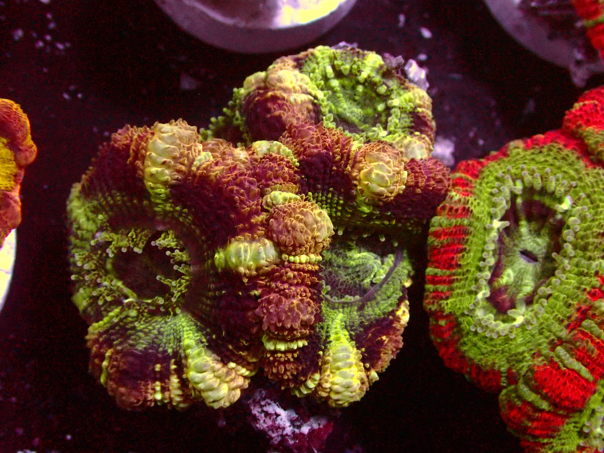 Insane Master Asian Acanthastrea | WYSIWYG