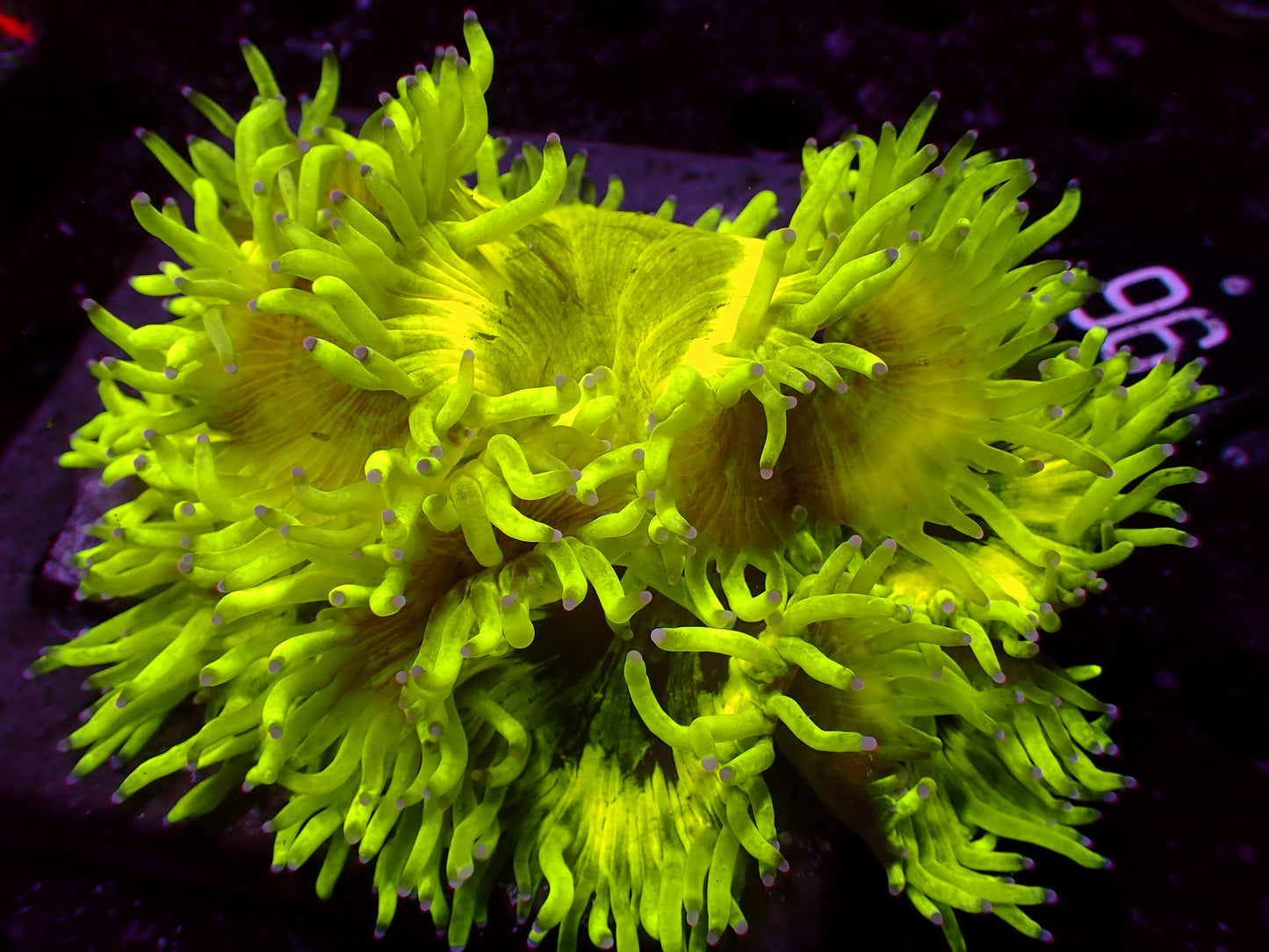 Crazy Yellow Catalaphyllia | WYSIWYG